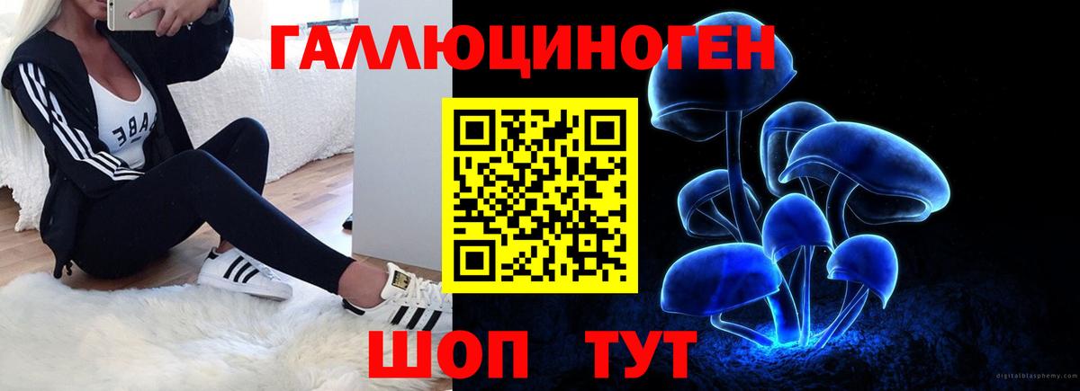 Галлюциногенные грибы Psilocybine cubensis Кузнецк